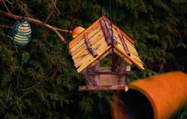 aves,jardín,madera,selva,Una mente maravillosa,árbol