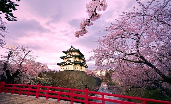 tempel,Japan,kersenbomen