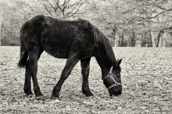 Árvores,luz,sombra,Preto e branco,Bw,cavalo