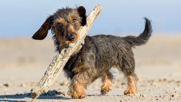 σκύλος,φυλή σκυλιών,σαρκοφάγο,lakeland terrier,ελαφάκι,ρύγχος