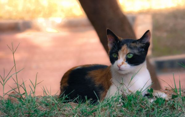 nature,grass,cat,animals,whiskers,kitten