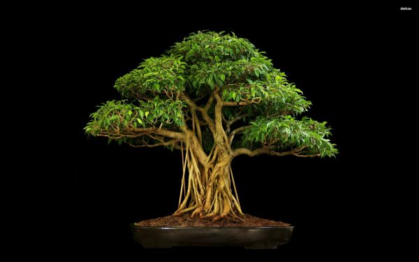 bonsai,tre,anlegg,landanlegg,woody plante,plantestammen