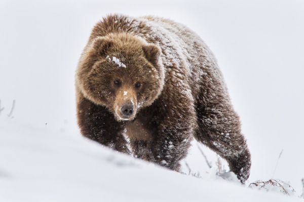 snow,bears,Grizzly bear,brown bear,bear,fauna