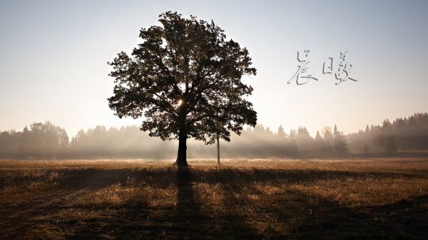 træstamme,natur