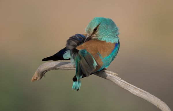 des oiseaux, la nature, animaux, branche, vert, bleu