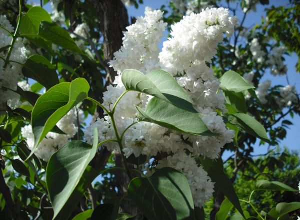 lilas,branche,printemps,Blanc comme neige,feuille