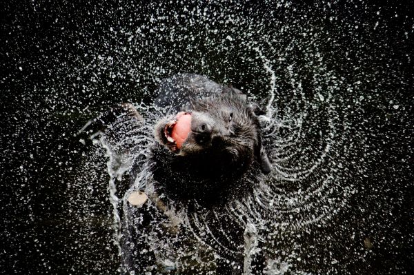 eau,chien,Mouvement,chiens,humide,un par jour