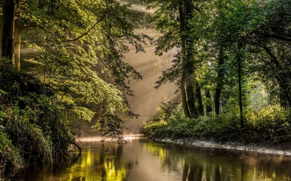 luce del sole, alberi, paesaggio, foresta, natura, acqua