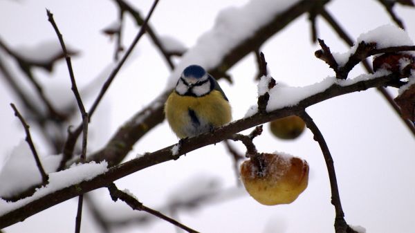 natur,snø,vinter,fugler,dyr,gren