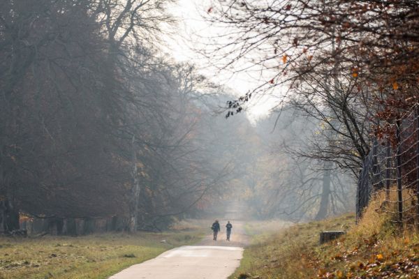 zonlicht, landschap, Bos, natuur, park, heuvel