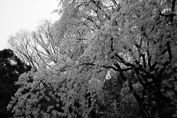 Japon,Monochrome,branche,fleur de cerisier,forêt,la photographie