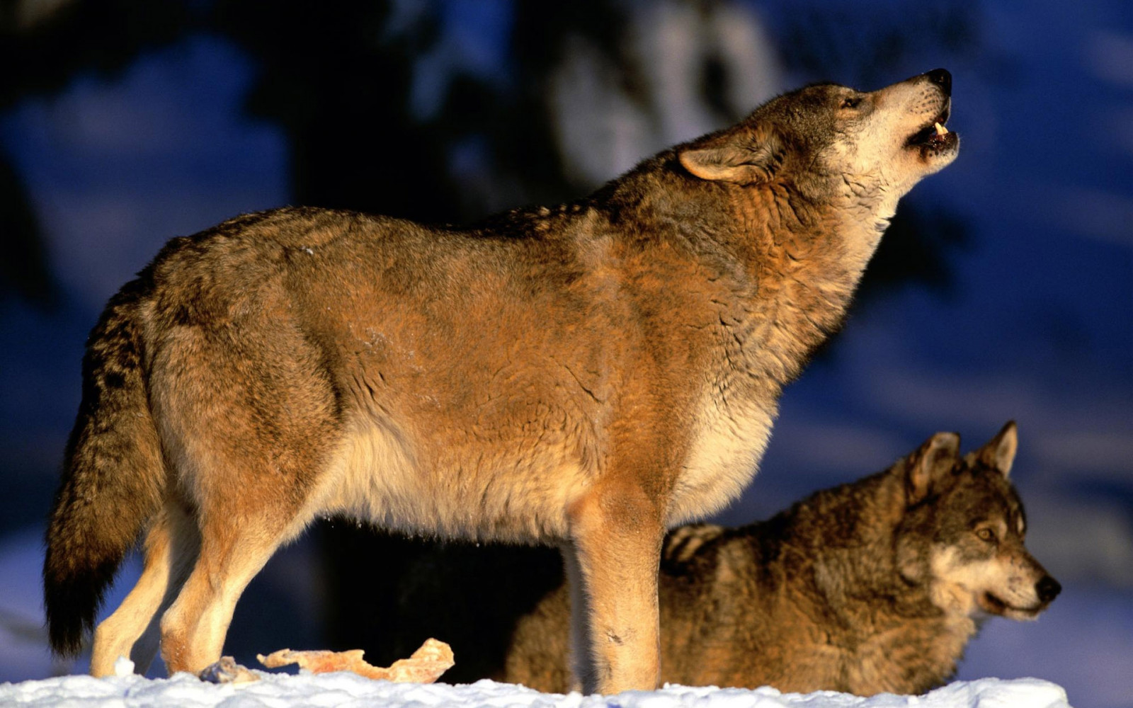 neige, hiver, faune, Loup, fourrure, gris, coyote, faune, mammifère, museau, Saarloos wolfdog, Chien comme mammifère, Carnivoran, Dhole, Canis lupus tundrarum, Loup rouge, chacal, hurlement, terrestrial animal