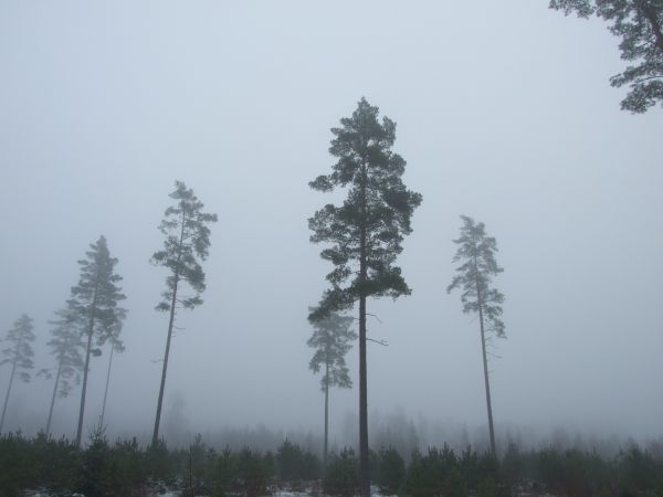 skog,himmel,vinter,gran,morgen,tåke