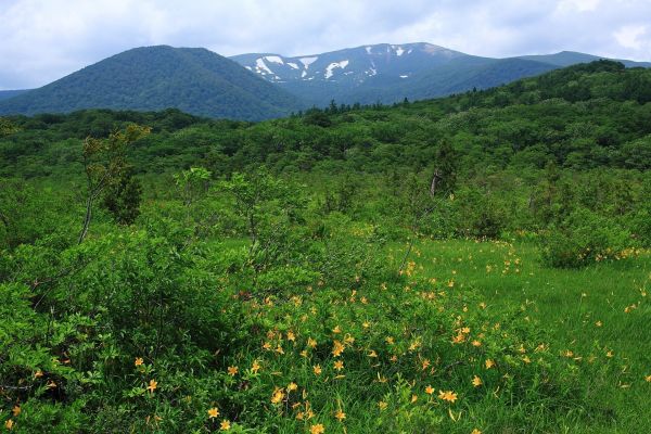 Árboles, paisaje, bosque, montañas, Flores, colina