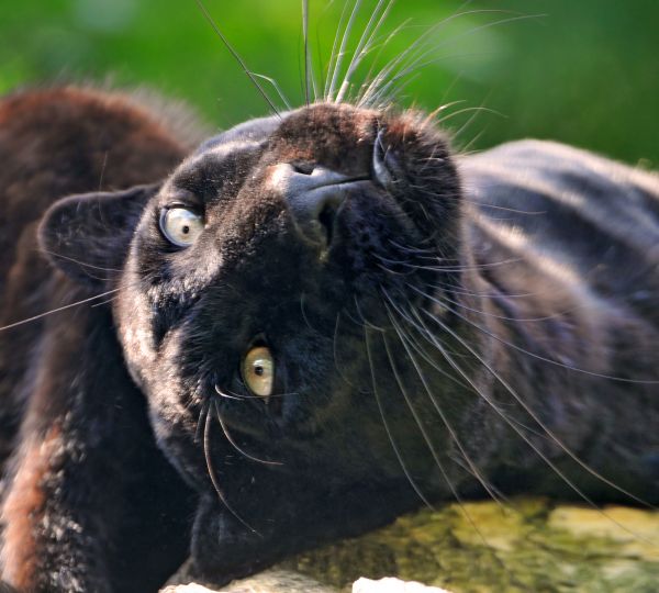 Preto, bonita, gato, selvagem, verde, fêmea