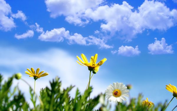 bloemen,lieveheersbeestje,Madeliefje,gras,hemel,wolken