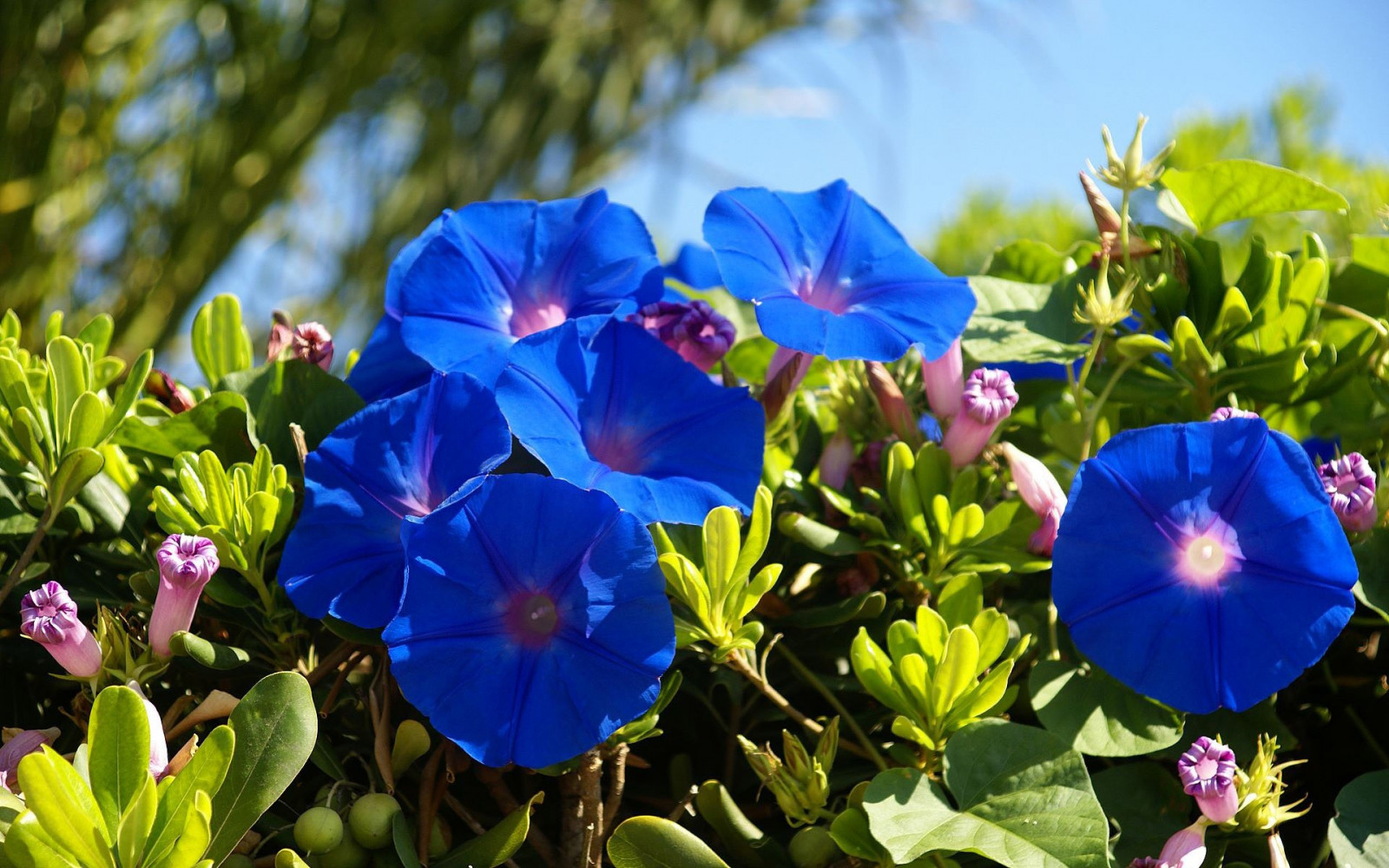 blommor, natur, växter, blomma, växt, fikus, flora, vild blomma, botanik, mark växt, blommande växt, ettårig växt, violett familj, morning glory familj, morgonstånd, strand Moonflower