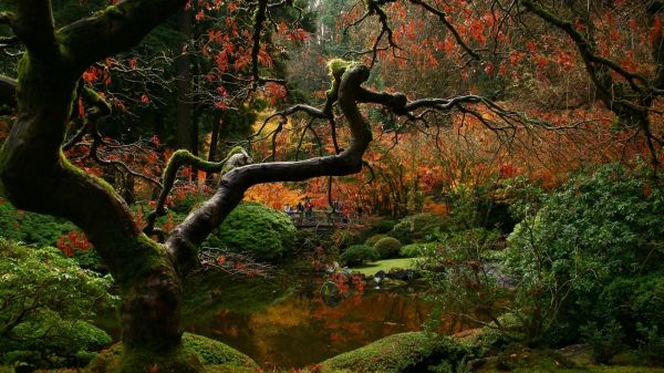 naturaleza,bosque,jardín,rama,verde,desierto