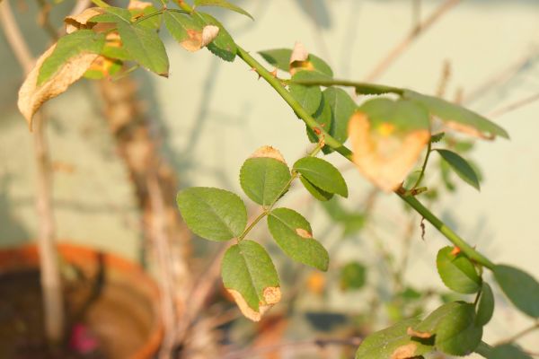 roślina,gałąź,gałązka,terrestrial plant,drewno,drzewo