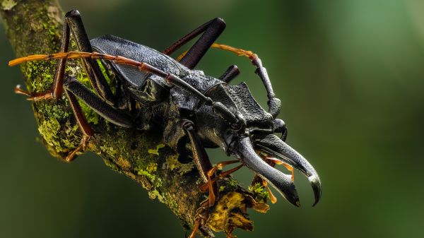 macro, scarafaggio, muschio, ramo, natura, animali