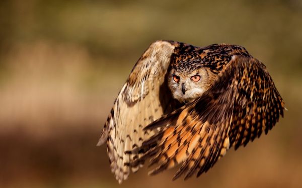 uccelli,natura,uccello rapace,gufo,becco,Falco