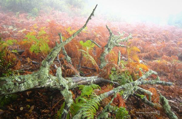 floresta,vermelho,grama,verde,panorama,chuva