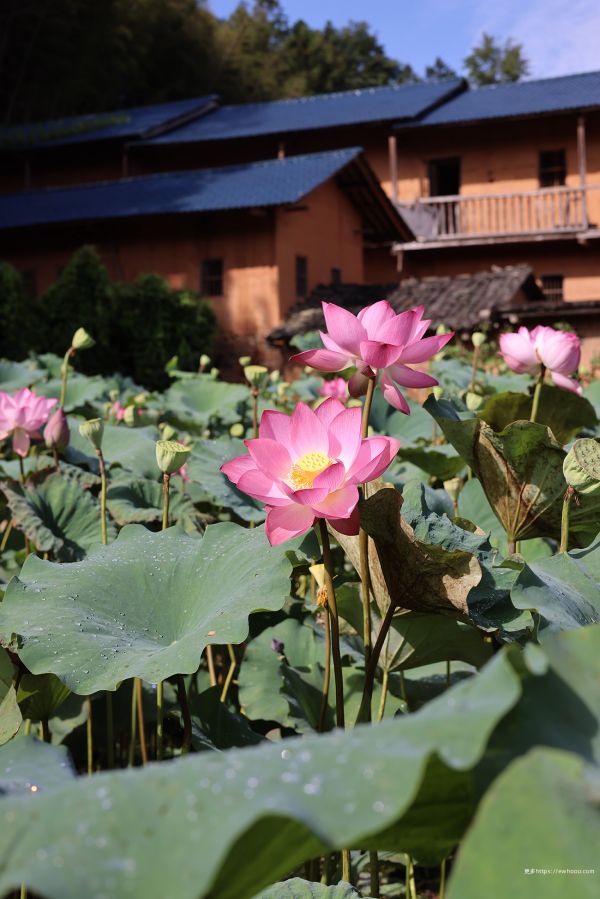 花,厂,窗口,plant community,植物学,莲花