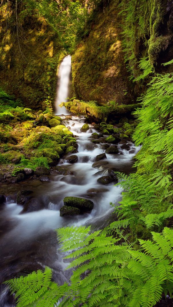 paysage,forêt,cascade,eau,Roche,la nature