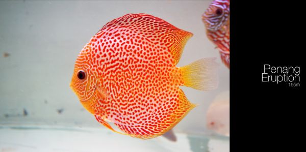 2000x998 px,Discus Fish