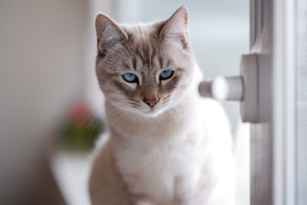 gato,Felino,Carnívoro,Gatos pequeños a medianos,bigotes,ventana