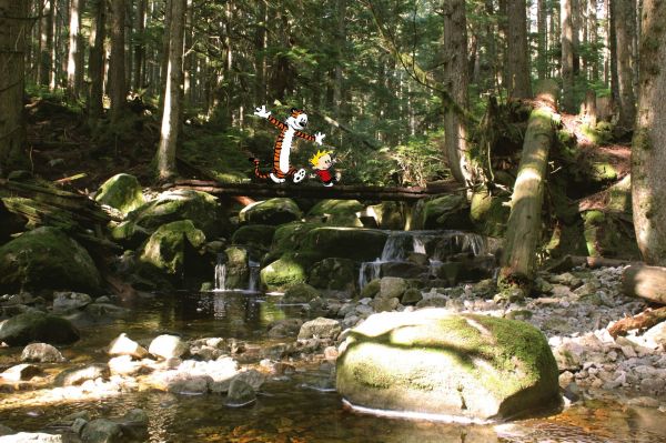 Bos,waterval,tuin-,rivier-,wildernis,vijver