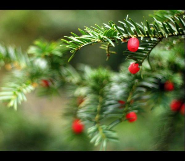 tre,Taxus baccata,yew family,nåletre,Evergreen,gran