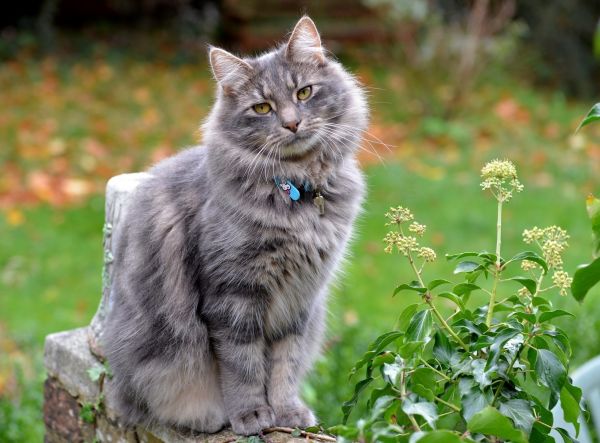 katt,gräs,polisonger,wild katt,fluffig,fauna