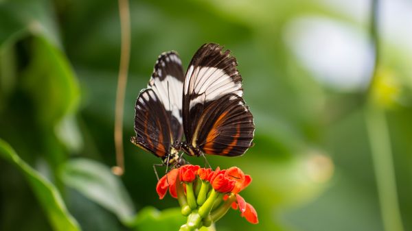 liefde,natuur,fotografie,vlinder,insect,groen