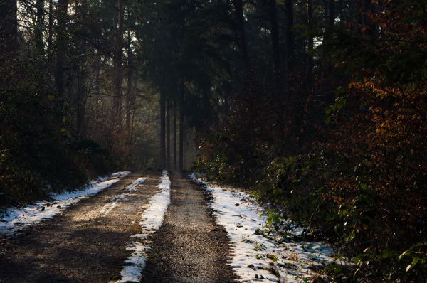 slnečnému žiareniu, stromy, krajina, les, príroda, tieň