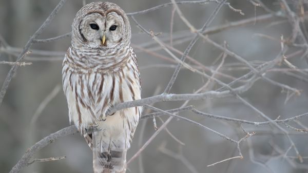 oiseau de proie,branche,faune,hibou,le bec,oiseau