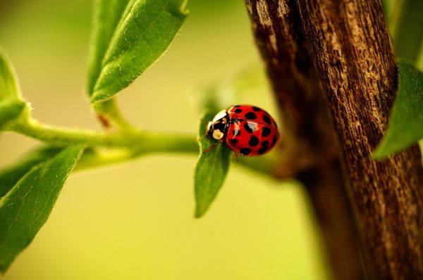 hewan, alam, tanaman, fotografi, makro, cabang