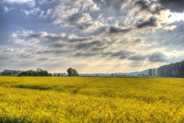 światło słoneczne, drzewa, krajobraz, woda, Natura, wzgórze