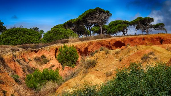 blue,trees,orange,color,tree,green