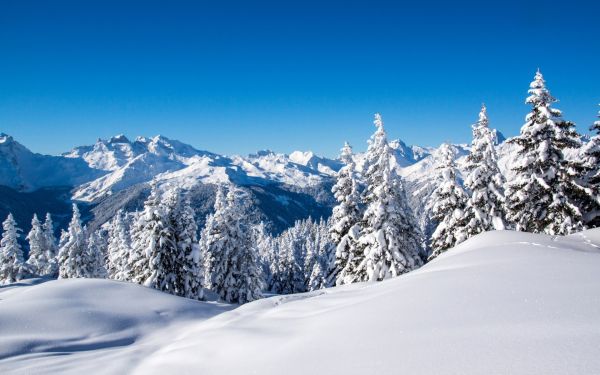 景观,森林,山,树木,雪,冬季