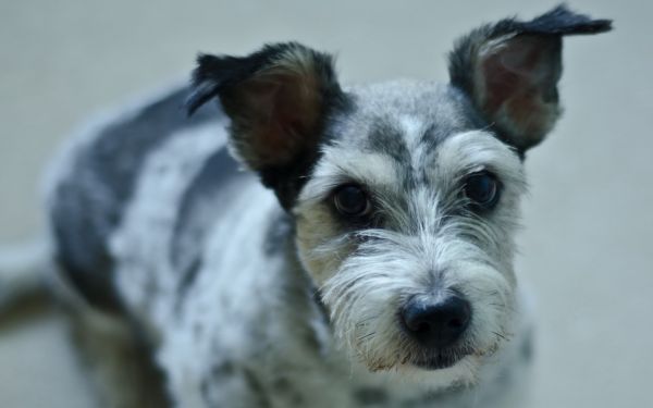 σκύλος,Schnauzer,κουτάβι,θηλαστικό ζώο,έχων στίγματα,σπονδυλωτό