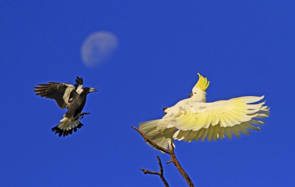 Sulphurcrestedcockatoo,Birdwatcher,Australianmagpie,Mond,Mond-,Nachmittag