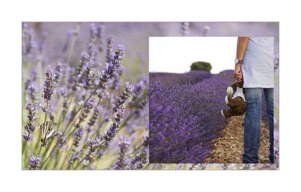 collage,purple,violet,summer,lavender,spring