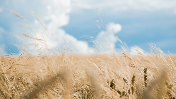 solljus, natur, sand, gräs, himmel, mat