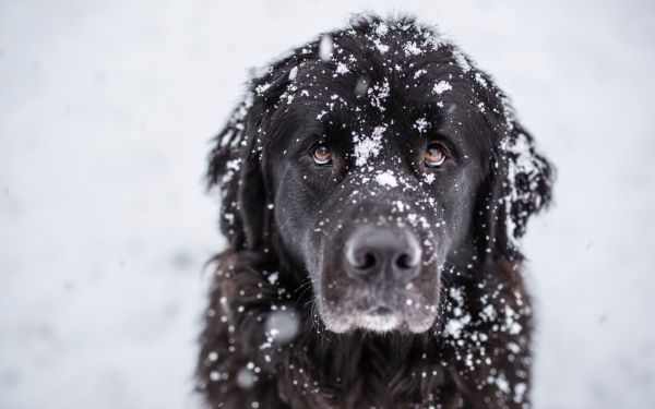 animals,snow,winter,dog,weather,black