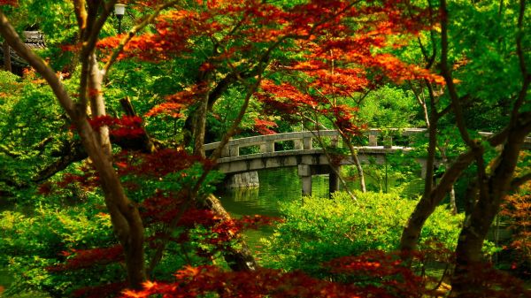 natuur,Bos,tuin-,oerwoud,Japanse esdoorn,boom