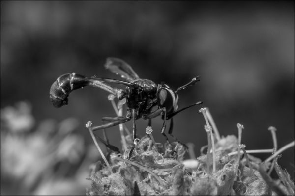 mustavalkoinen, BW, yksivärinen, musta, valkoinen, BNW