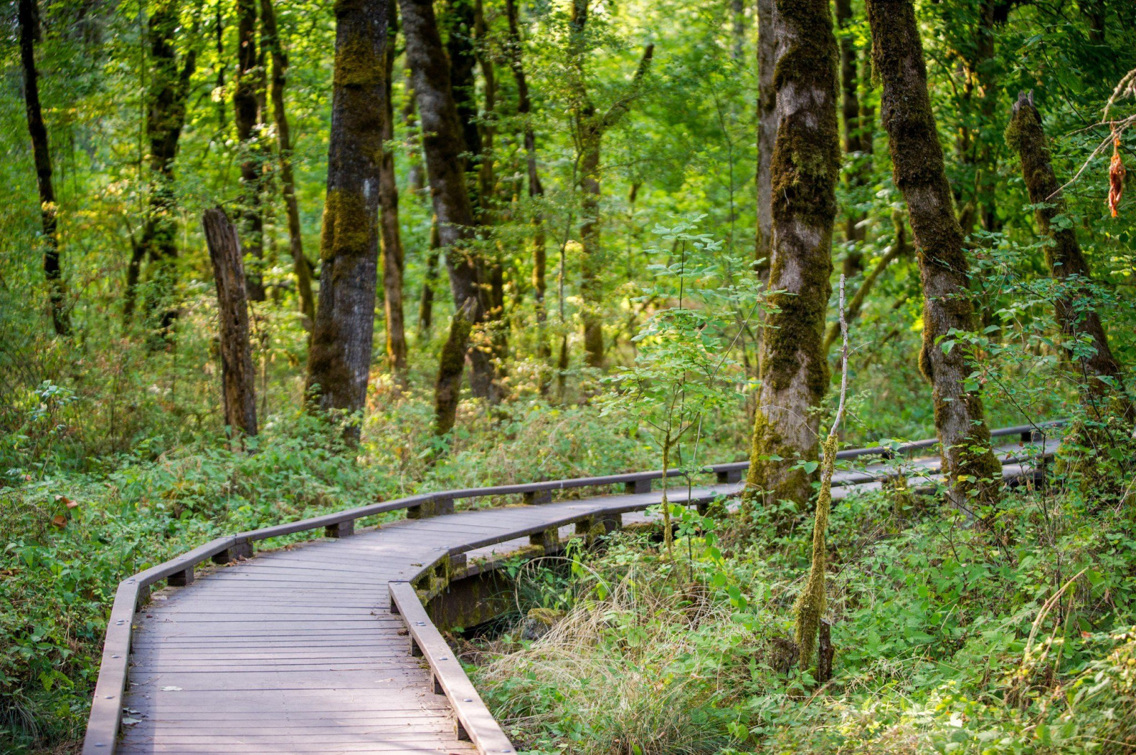 Oregon, Beaverton, parque, floresta, wooden walkway, Profundidade de campo, hera, musgo