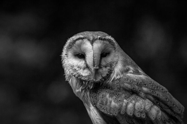 plant,bird,Barn Owl,owl,Screech owl,beak