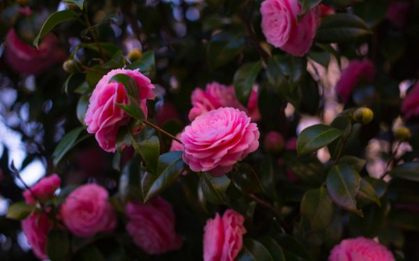 Blumen,Fotografie,Rose,blühen,rosa Rosen,Blume